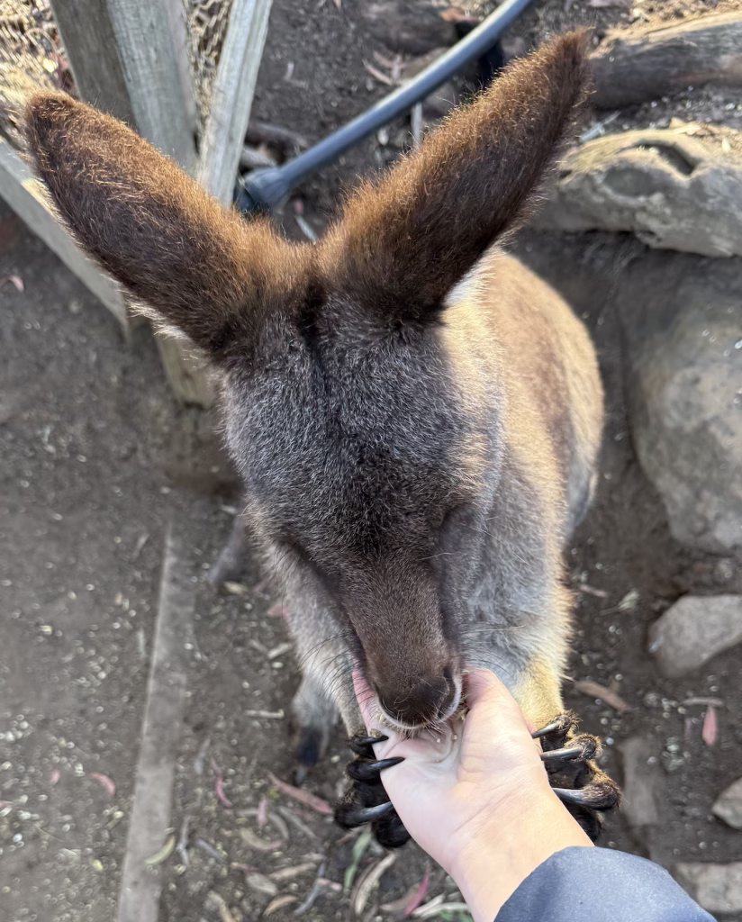 A wallaby eats from a hand at Bonorong in Tasmania